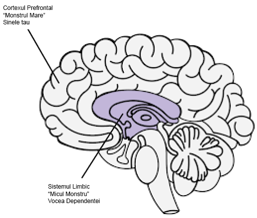 Modelul “celor două creiere” al dependenței