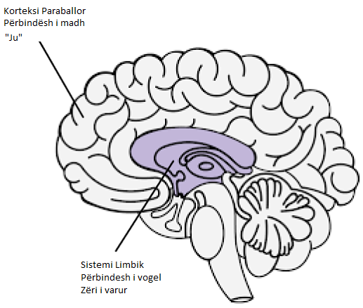 Modeli i “dy trurit” të varësisë.